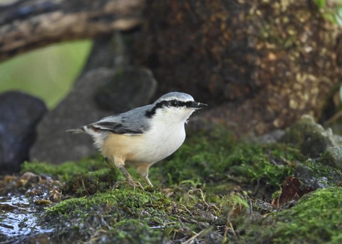 ゴジュウカラ2257