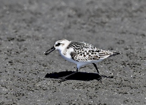 ミユビシギ幼羽9299