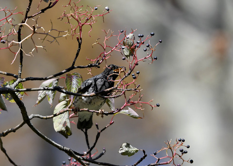 クロツグミ幼鳥3351