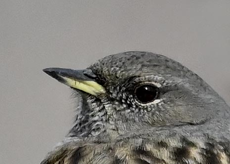 イワヒバリ9004(9547)