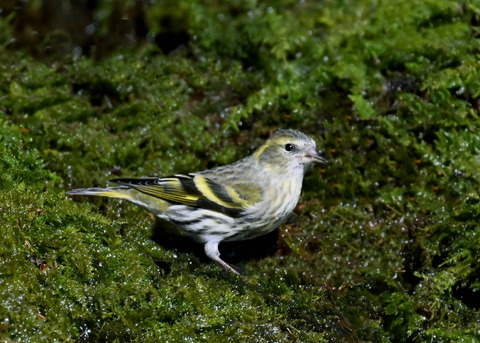 マヒワ♀8115
