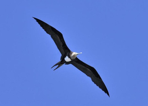 オオグンカンドリ4246