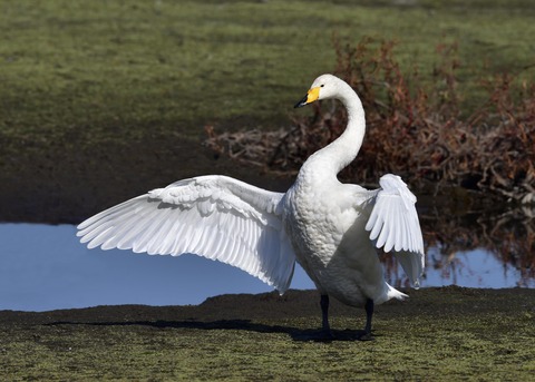 オオハクチョウ7967