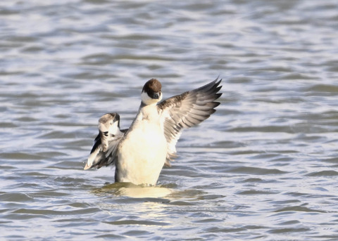 ミコアイサ♀1307