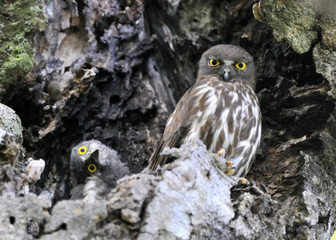アオバズクのヒナ8672