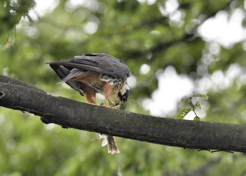 チゴハヤブサ3322