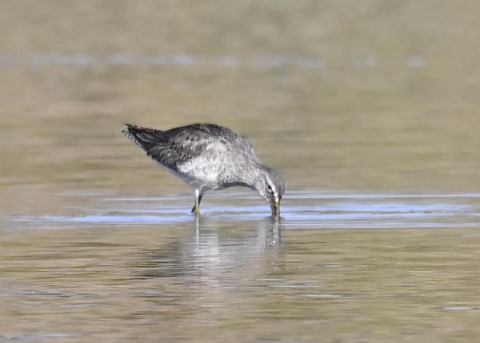 オオハシシギ6091