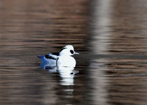 ミコアイサ♂8361