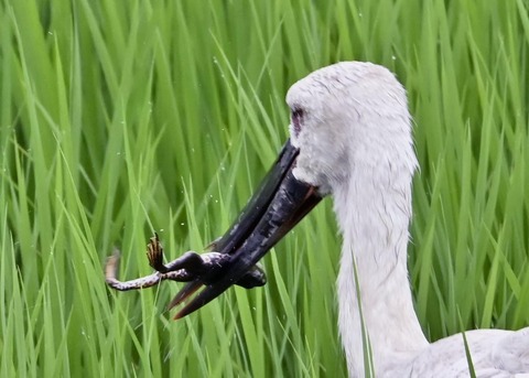 餌捕り・コウノトリ(ひかる)4589