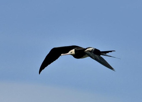 オオグンカンドリ0829