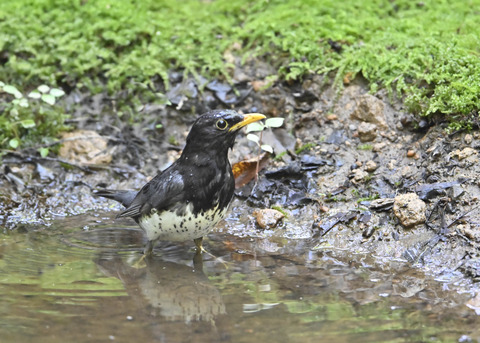 クロツグミ♂3989