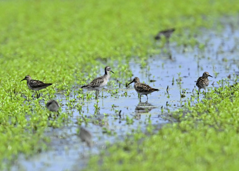 ウズラシギ夏羽後期0937