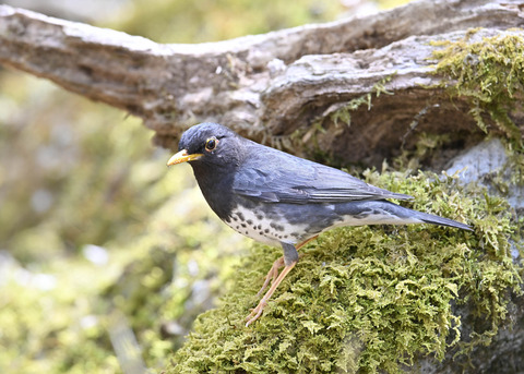 クロツグミ♂5678