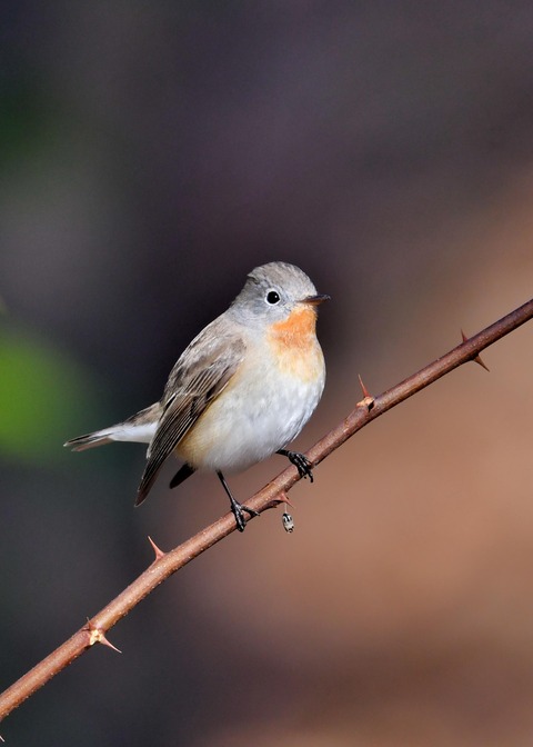 ニシオジロビタキ♂1506