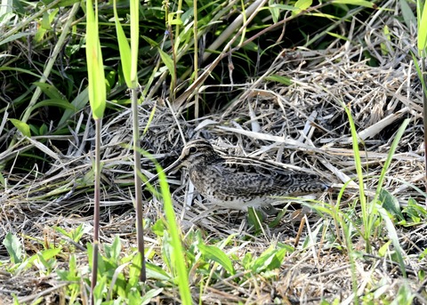 チュウジシギ3259