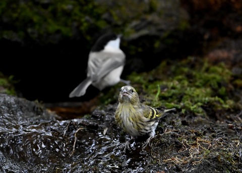 マヒワ♀1855