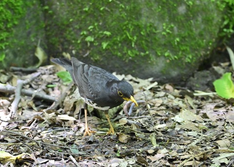 クロツグミ♂8269