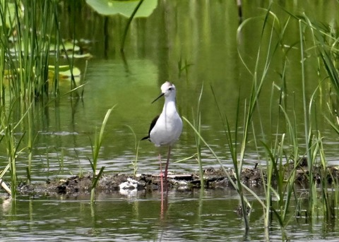 セイタカシギ8799