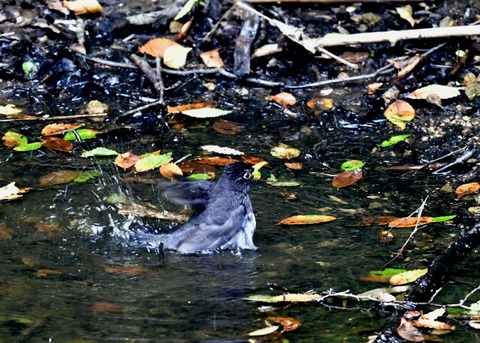 クロツグミ♂0425