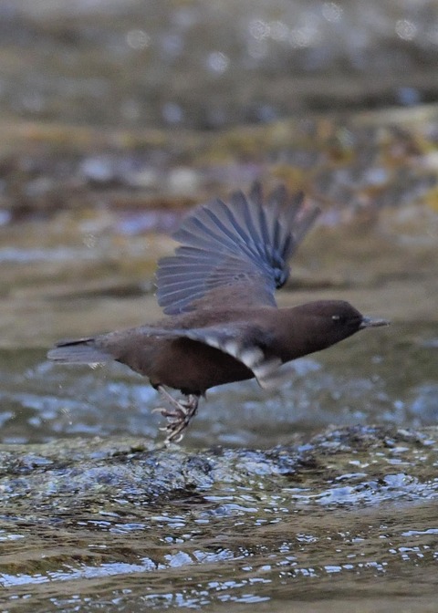 飛ぶ・カワガラス7599