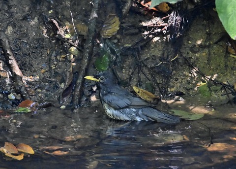 クロツグミ♂1180