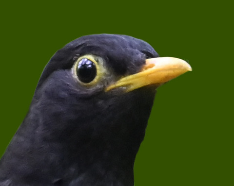 クロツグミ♂5002