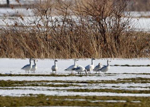 ハクガン8530 - コピー