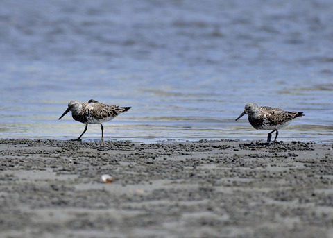 オバシギ夏羽7589