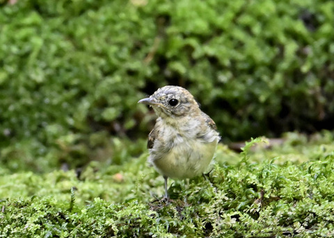 オオルリ♀幼鳥3716