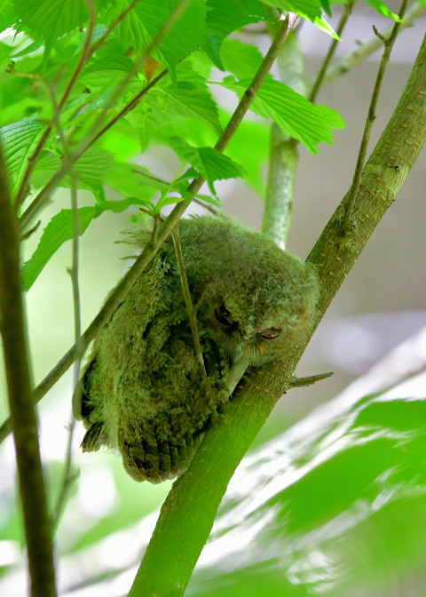 オオコノハズクのヒナ③4278