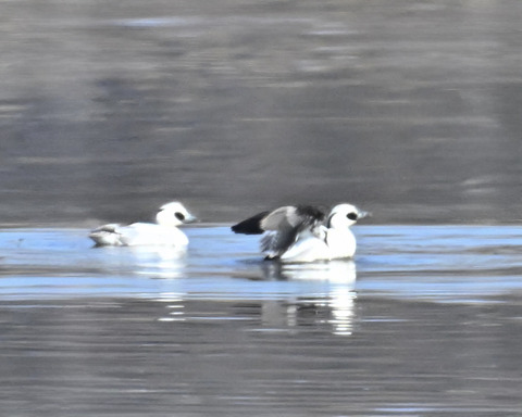 羽ばたくミコアイサ♂4560