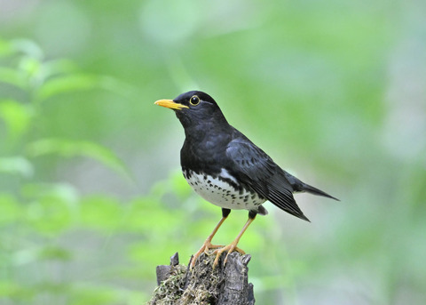 クロツグミ♂1034