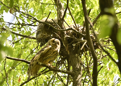 トラフズク♀2579