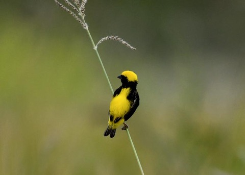 オウゴンチョウ♂2178