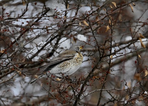ノハラツグミ1418