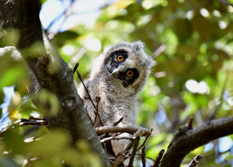 トラフズクのヒナ②6132