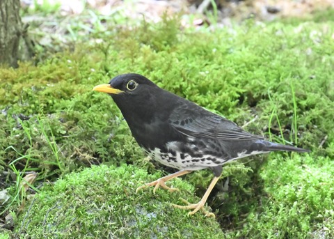 クロツグミ♂5569