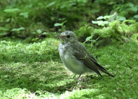 キビタキ幼鳥5805