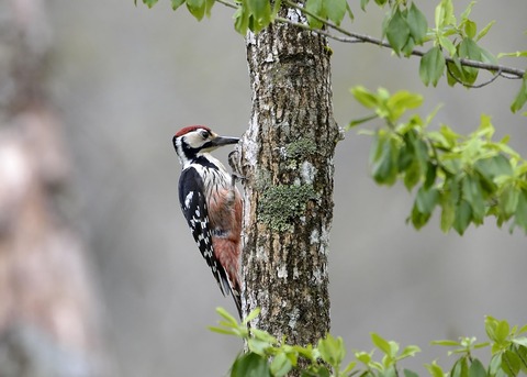オオアカゲラ♂1397