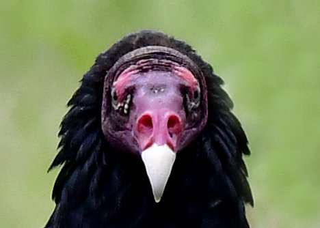 ヒメコンドル0607