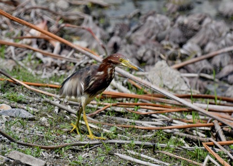 アカガシラサギ3042