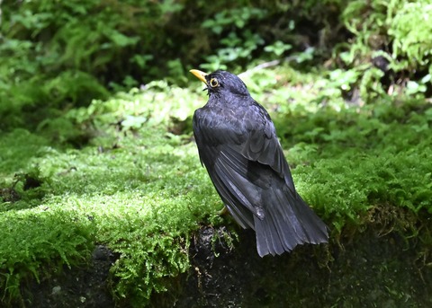 クロツグミ♂4490