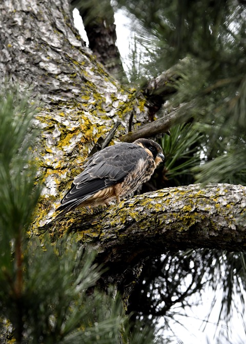 ハヤブサのヒナ①3658