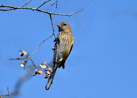 ベニマシコ♀2596