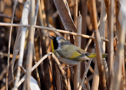 カオグロアメリカムシクイ7909