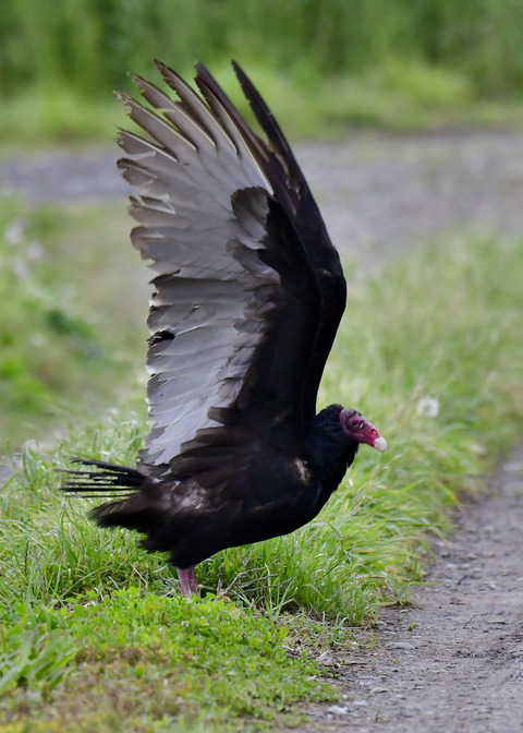 ヒメコンドル0753