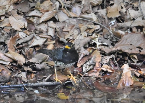 クロツグミ♂4414