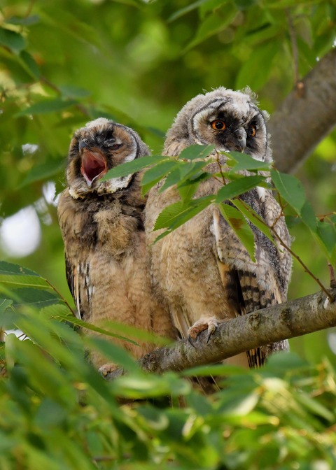 トラフズクのヒナ①②③6614