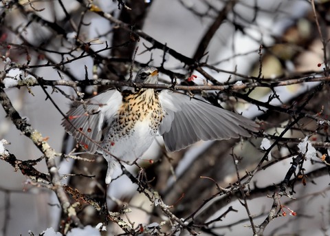 ノハラツグミ3690