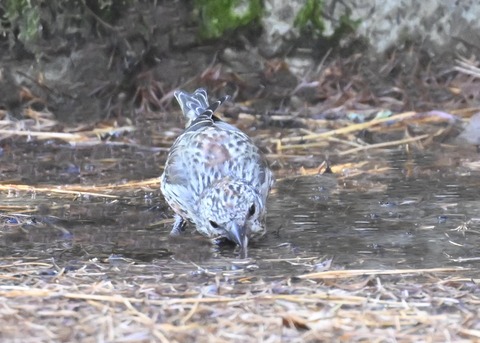 イスカ幼鳥8000